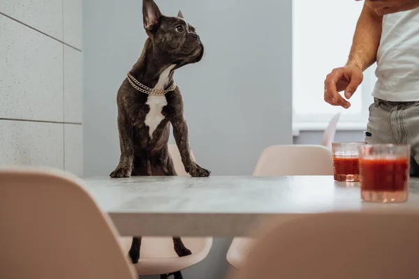French Bulldog Climbed His Front Paws Kitchen Table Waiting Human — Stock Photo, Image