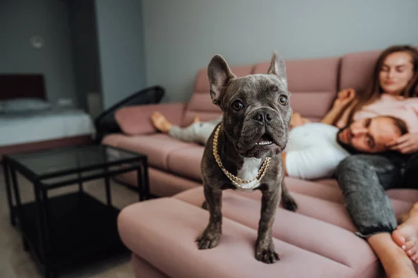 French Bulldog Golden Chain Standing Pink Sofa Looking Camera While — ストック写真