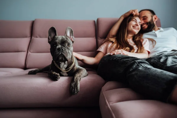 French Bulldog Golden Chain Laying Pink Sofa Cheerful Owners Woman —  Fotos de Stock