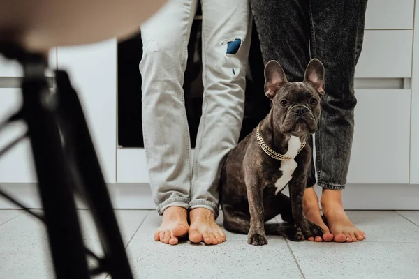 Small French Bulldog Golden Chain Sitting Kitchen Floor Next Owners — 스톡 사진