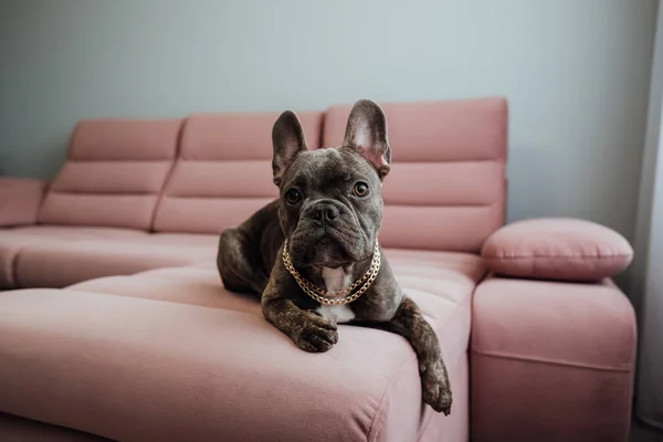 French Bulldog with Golden Chain Laying at Pink Sofa and Looking Straight Into Camera, Little Dog Posing
