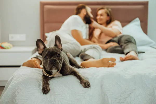 French Bulldog Golden Chain Laying Bed Cheerful Man Woman Background — 图库照片