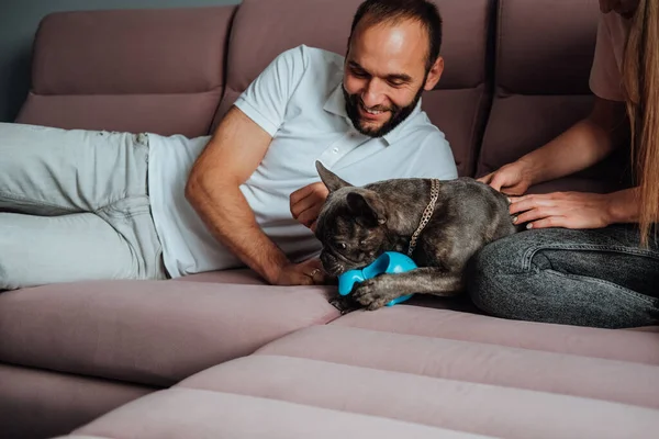 Cheerful Man Woman Having Fun Pet Small French Bulldog Playing — Fotografia de Stock