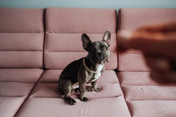 French Bulldog with Golden Chain Sitting on Pink Sofa and Looking Impatiently Into Human Hand Holding Feed in Front of Camera, Small Dog Waiting for Food