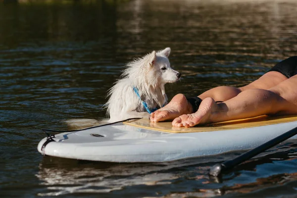 Snow White Dog Breed Japanese Spitz Swimming Lake Water Trying — Fotografia de Stock