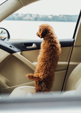 Dog breed toy poodle looking out from car window, beautiful little redhead puppy sitting inside automobile