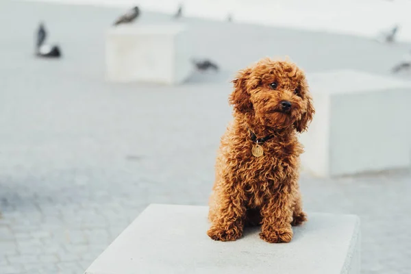 Toy Poodle Breed Called Metti Sitting Stone Cube Outdoors Portrait — Photo