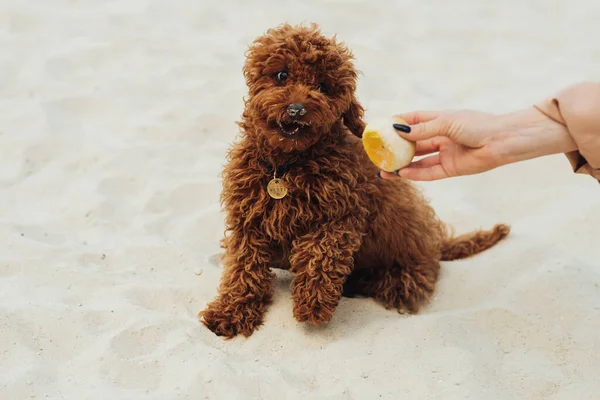Playful Small Redhead Dog Playing Outdoors Breed Toy Poodle Called — Photo