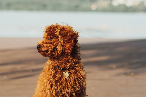 Κοντινό Πλάνο Πορτρέτο Του Μικρού Σκύλου Κοκκινομάλλα Toy Poodle Φυλή — Φωτογραφία Αρχείου