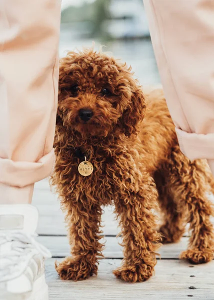 Cute Little Toy Poodle Called Metti Hiding Owners Legs — Stock Photo, Image