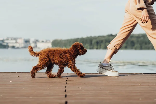 Little Dog Breed Toy Poodle Walking Owner Outdoors — 스톡 사진