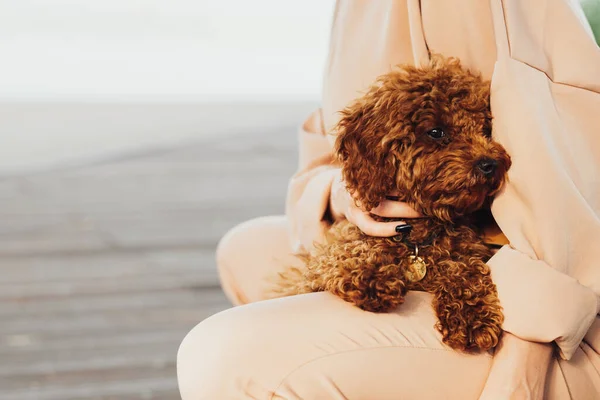 Beautiful Redhead Dog Toy Poodle Sitting Woman Hands Outdoors — Fotografia de Stock