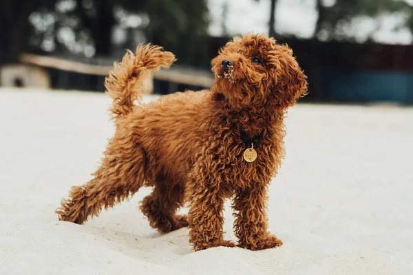 Πορτρέτο Του Όμορφου Σκύλου Κοκκινομάλλα Toy Poodle Φυλή Ονομάζεται Metti — Φωτογραφία Αρχείου