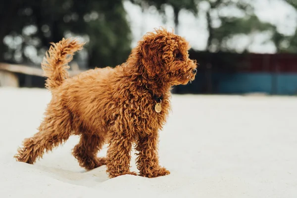 Portrait Toy Poodle Breed Called Metti Outdoors Beautiful Redhead Dog — Stock Fotó
