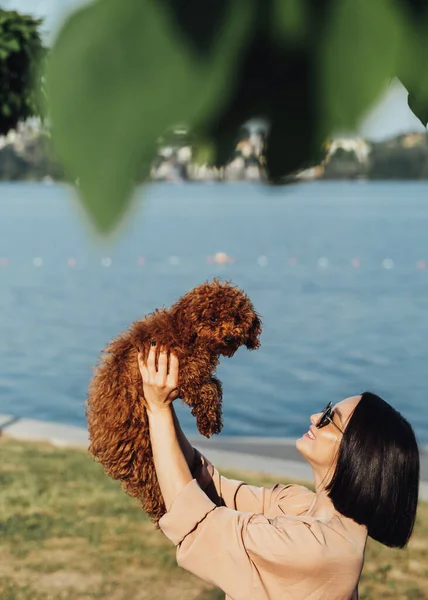 Young Brunette Woman Happy Owner Redhead Dog Toy Poodle Adult — Photo