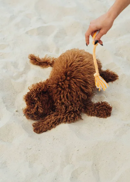 Funny Toy Poodle Having Fun Sand Playful Redhead Dog Outdoors — Stock Photo, Image