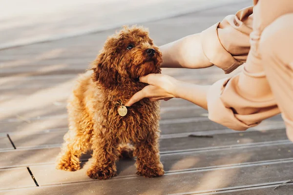 Beautiful Redhead Dog Breed Toy Poodle Called Metti Owner Outdoors — 스톡 사진