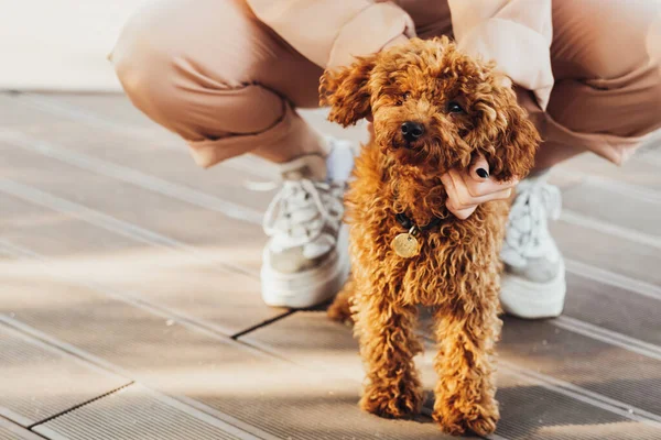 Beautiful Redhead Dog Breed Toy Poodle Called Metti Owner Outdoors — 스톡 사진