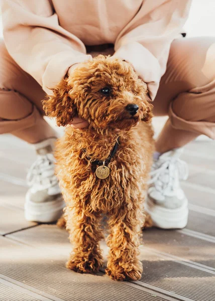 Beautiful Redhead Dog Breed Toy Poodle Called Metti Owner Outdoors — 스톡 사진