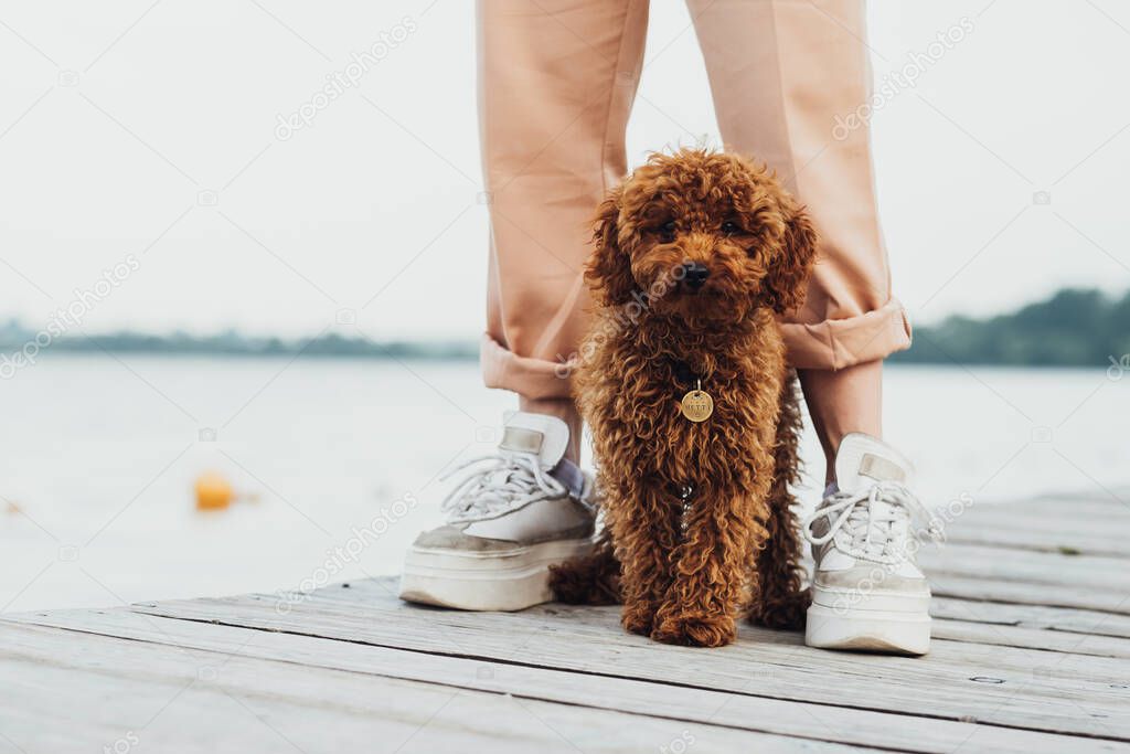 Cute little toy poodle called Metti standing on pier next to owners legs