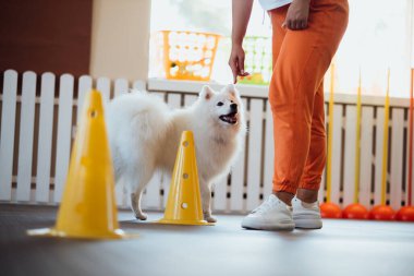 Snow-white dog Japanese Spitz training in pet house with trainer