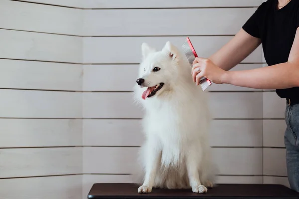 Snow White Dog Japanese Spitz Breed Being Prepared Exhibition Process — Stock Photo, Image