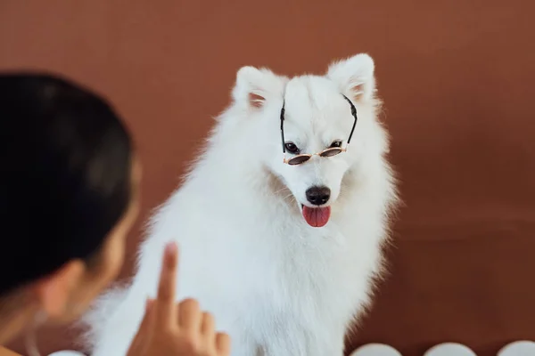 Dog Breed Japanese Spitz Sunglasses Posing Photography — Stock Photo, Image