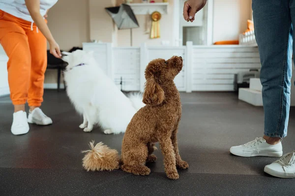 Brown Poodle and snow-white Japanese Spitz training together in pet house with dog trainer