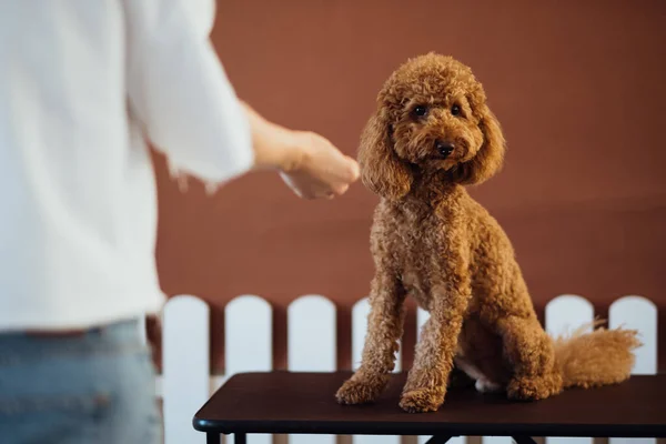 Brown Poodle in pet house with dog trainer