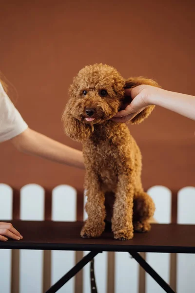 Brown Poodle Pet House Dog Trainer — Stock Photo, Image