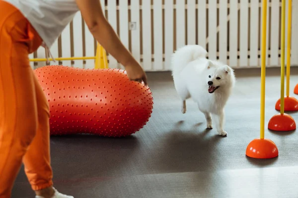 Snow White Dog Japanese Spitz Training Pet House Trainer — Stock Photo, Image