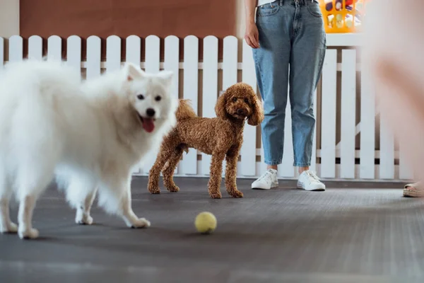 Brown Poodle Snow White Japanese Spitz Training Together Pet House — Stock Photo, Image