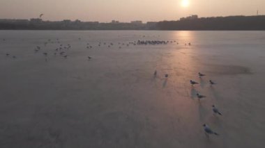 Şehir göletinin ve buz üzerindeki martıların havadan yakın görüntüsü insansız hava aracı kış günbatımında kuş sürüsüyle donmuş göl üzerinde alçaktan uçuyor.