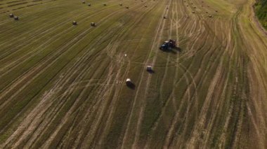 Traktörün hava panoramik görüntüsü buğday yığınlarıyla buğday tarlasında çalışıyor, İHA ileri uçuyor