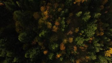 Sonbahar mevsiminde havadan aşağı orman manzarası, İHA 'lar sararmış sonbahar renkli ağaçlarının üzerinde ileri doğru uçuyor.
