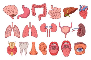 İnsan iç organları, el çizimi çizgi film vektörü. Anatomi göğüs, gastrointestinal bölge, kafa..