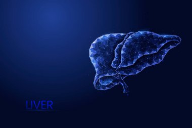 İnsan karaciğeri ve safra kesesi düşük polimer çizimi. İç organların yenilenmesi ve hastalıkları kavramı.