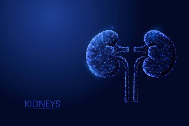 İnsan böbrekleri düşük konsept vektör çizimi.