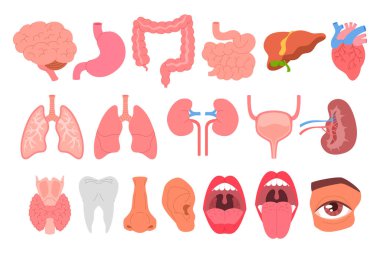 İç organlar ve vücut parçaları kümesi basit örnekleme.