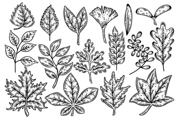 Ensemble de feuilles de différentes formes de plantes, d'arbres et de fleurs dessin à la main illustration vectorielle. — Image vectorielle