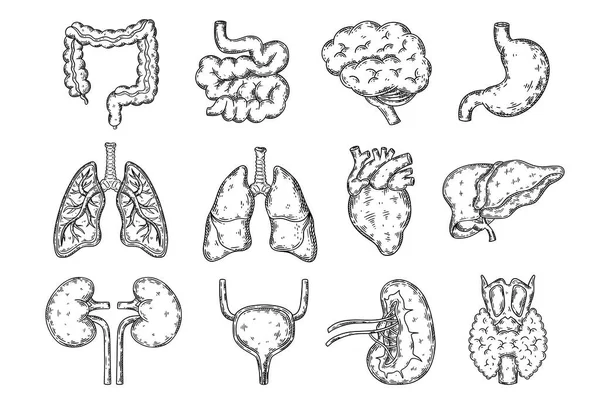 Órganos internos humanos dibujado a mano bosquejo vector conjunto. Vectores De Stock Sin Royalties Gratis