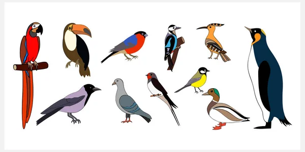 Doodle Vogelset Clip Art Isoliert Handgezeichnetes Tier Handgezeichneter Vogel Vektor — Stockvektor