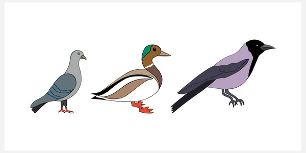 Doodle Bird Set Clip Art Isolated Hand Drawn Animal Bird — 图库矢量图片