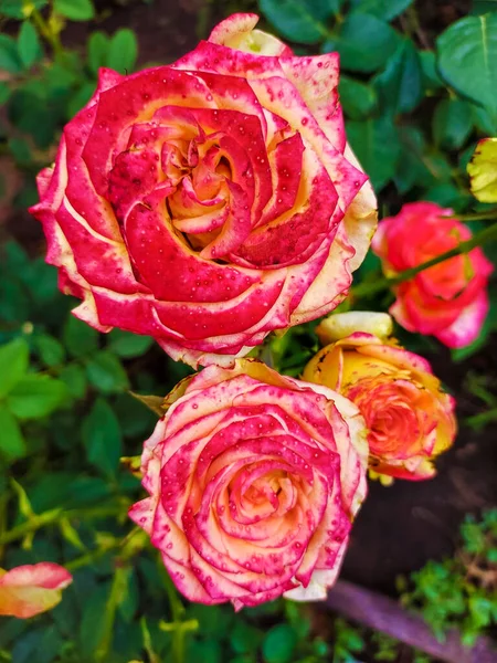 Large Red Yellow Rose Closeup Fresh Flower Photo — Photo