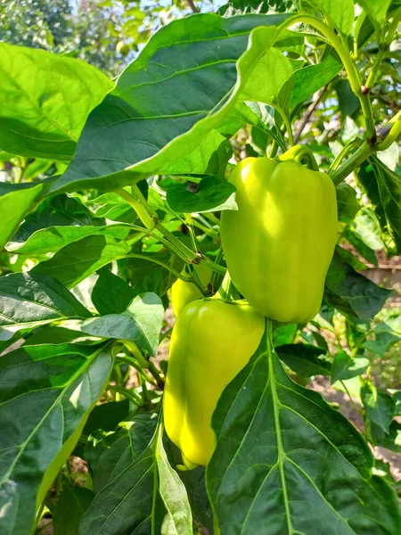 Green pepper with leaf Vegetable food Photo