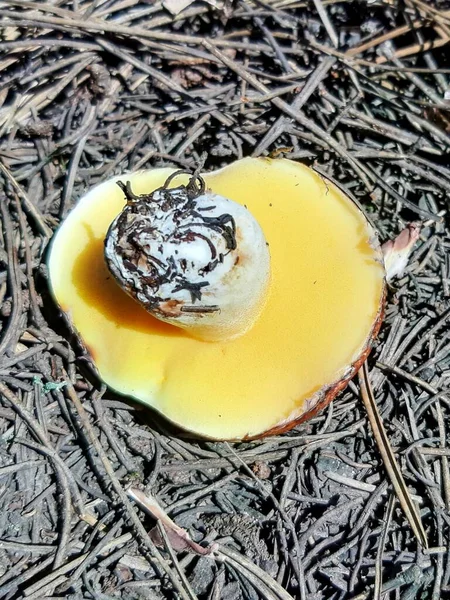 Funghi Boleto Alimentare Bosco Autunnale Foto — Foto Stock