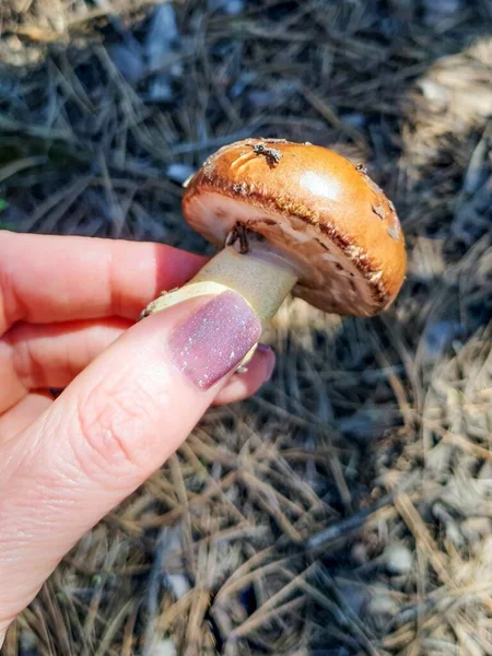 蘑菇Mushrooms 食物Boletus 秋天的森林照片 — 图库照片