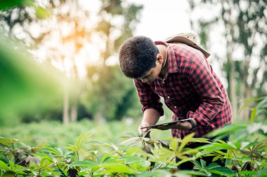 Akıllı bir çiftçi iyi ürün için ürün bütünlüğünü ve bakım planlamasını kontrol ediyor..