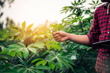 Akıllı bir çiftçi iyi ürün için ürün bütünlüğünü ve bakım planlamasını kontrol ediyor..