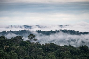 Yağmurlu bir günde Khao Kho Milli Parkı 'nda sisli dağ manzarası